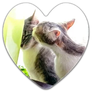 😘 emoji Кот Чизкейк Telegram sticker 11 of 35