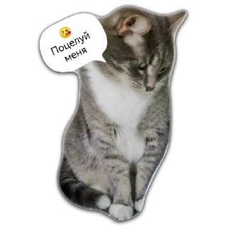 😘 emoji Кот Чизкейк Telegram sticker 16 of 35