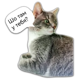 🧐 emoji Кот Чизкейк Telegram sticker 19 of 35