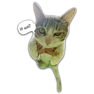 🤨 emoji Кот Чизкейк Telegram sticker 5 of 35