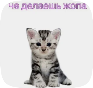 🐓 emoji Video Favorite stickers Telegram sticker 18 of 53