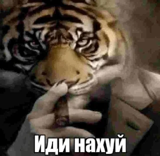🌟 emoji пися сонечки хорошей Telegram sticker 22 of 120