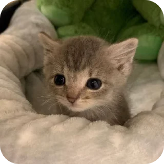 Sticker from котики для котика