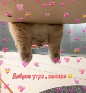 🌞 emoji спкнч🤍дбрутр💗 Telegram sticker 15 of 120