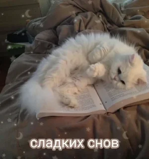 🐇 emoji спкнч🤍дбрутр💗 Telegram sticker 9 of 120