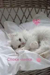 🐱 emoji спкнч🤍дбрутр💗 Telegram sticker 8 of 120