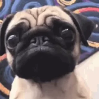 Sticker from Doggi