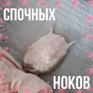 🦔 emoji спкнч🤍дбрутр💗 Telegram sticker 10 of 120