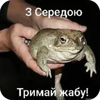 🌟 emoji Тримай жабу, на всі випадки Telegram sticker 3 of 13