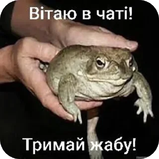 🌟 emoji Тримай жабу, на всі випадки Telegram sticker 4 of 13