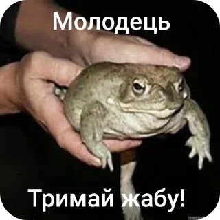 👍 emoji Тримай жабу, на всі випадки Telegram sticker 6 of 13