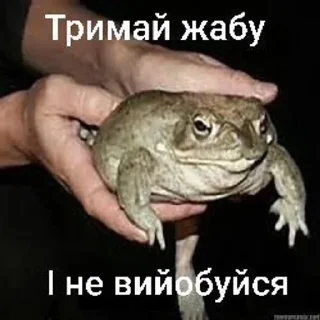 🌟 emoji Тримай жабу, на всі випадки Telegram sticker 5 of 13