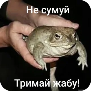 😉 emoji Тримай жабу, на всі випадки Telegram sticker 1 of 13