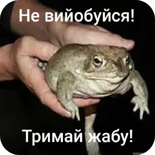 😤 emoji Тримай жабу, на всі випадки Telegram sticker 2 of 13