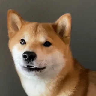 🐕 emoji Больше стикеров : @stickeriiiiiii Telegram sticker 11 of 48