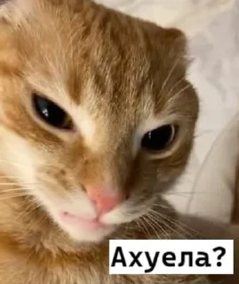 🤬 emoji 𝗹𝗼𝘃𝗲 𝘆𝗼𝘂 ♡ Telegram sticker 7 of 63