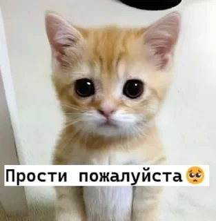 🥺 emoji 𝗹𝗼𝘃𝗲 𝘆𝗼𝘂 ♡ Telegram sticker 11 of 63