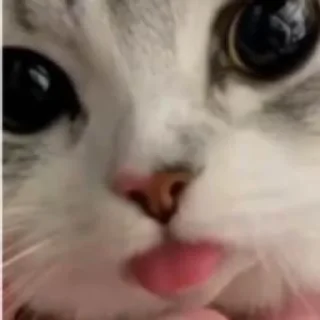 Cats pack sticker 4