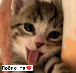 ❤️ emoji 𝗹𝗼𝘃𝗲 𝘆𝗼𝘂 ♡ Telegram sticker 18 of 63