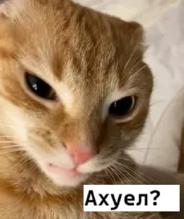 🤬 emoji 𝗹𝗼𝘃𝗲 𝘆𝗼𝘂 ♡ Telegram sticker 8 of 63