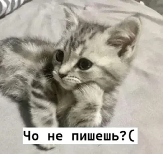 🥺 emoji 𝗹𝗼𝘃𝗲 𝘆𝗼𝘂 ♡ Telegram sticker 10 of 63