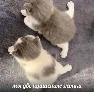 🌟 emoji богданчик любофь💋 Telegram sticker 24 of 120