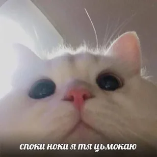 🌟 emoji богданчик любофь💋 Telegram sticker 17 of 120