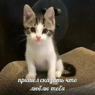 🌟 emoji богданчик любофь💋 Telegram sticker 23 of 120
