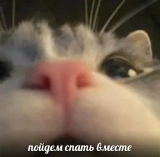 🌟 emoji жонтой Telegram sticker 6 of 68