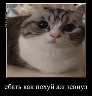 🌟 emoji Прыколы1488522 Telegram sticker 8 of 45