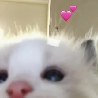 💕 emoji сирок Telegram sticker 5 of 17