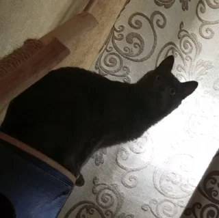 Sticker from Грэй🐈‍⬛