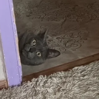 Sticker from Грэй🐈‍⬛