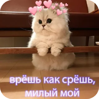 🐱 emoji Жизненная жиза Telegram sticker 15 of 97