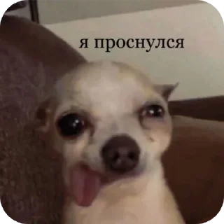 🐶 emoji Жизненная жиза Telegram sticker 13 of 97