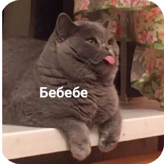 🐱 emoji Жизненная жиза Telegram sticker 10 of 97