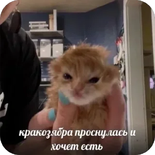 😴 emoji Жизненная жиза Telegram sticker 6 of 97