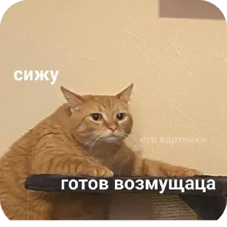 🐱 emoji Жизненная жиза Telegram sticker 11 of 97