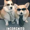 corgi!incognito sticker preview 3