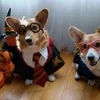 corgi!incognito sticker preview 2