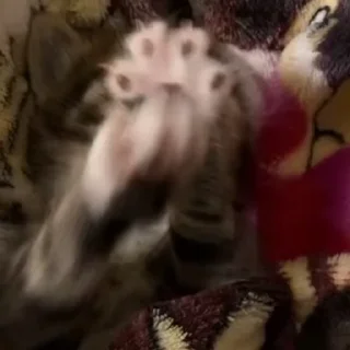 Sticker from silly kittens