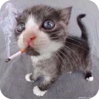 🐱 emoji ну типа ➡️ @Ctikerubot Telegram sticker 24 of 64