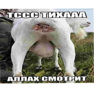 Sticker from Анал бобра