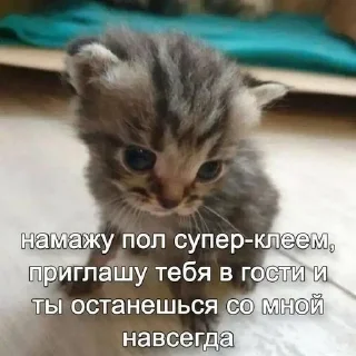 Sticker from ДЛЯ КОТИКОВ @RuBlackMafia
