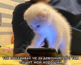 Sticker from ДЛЯ КОТИКОВ @RuBlackMafia
