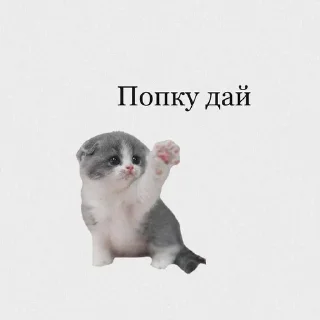 Sticker from ДЛЯ КОТИКОВ @RuBlackMafia