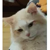 🌟 emoji Чепуш Telegram sticker 16 of 33