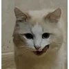🌟 emoji Чепуш Telegram sticker 21 of 33