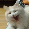 🌟 emoji Чепуш Telegram sticker 15 of 33