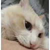 🌟 emoji Чепуш Telegram sticker 11 of 33
